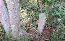 Kawasan Hutan Jati Terpencil di Semarang Ini Dulunya Tempat Pembantaian Anggota PKI, Cerita Saksi Hidup Bikin Merinding