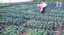 Petugas Dinas Ketahanan Pangan (DKP) Kota Tangerang merawat bibit tanaman di Tangerang, Banten, Rabu (4/11/2020). DKP Kota Tangerang menargetkan membagikan 486 ribu bibit tanaman hingga akhir November 2020 untuk warga melalui kecamatan di tengah pandemi COVID-19. (Liputan6.com/Angga Yuniar)