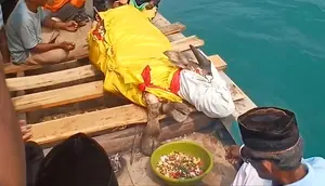 Di Tengah Pencarian Jurnalis Hilang Kontak, Kerbau Dilarung ke Selat Sunda