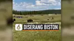 THUMBNAIL biston