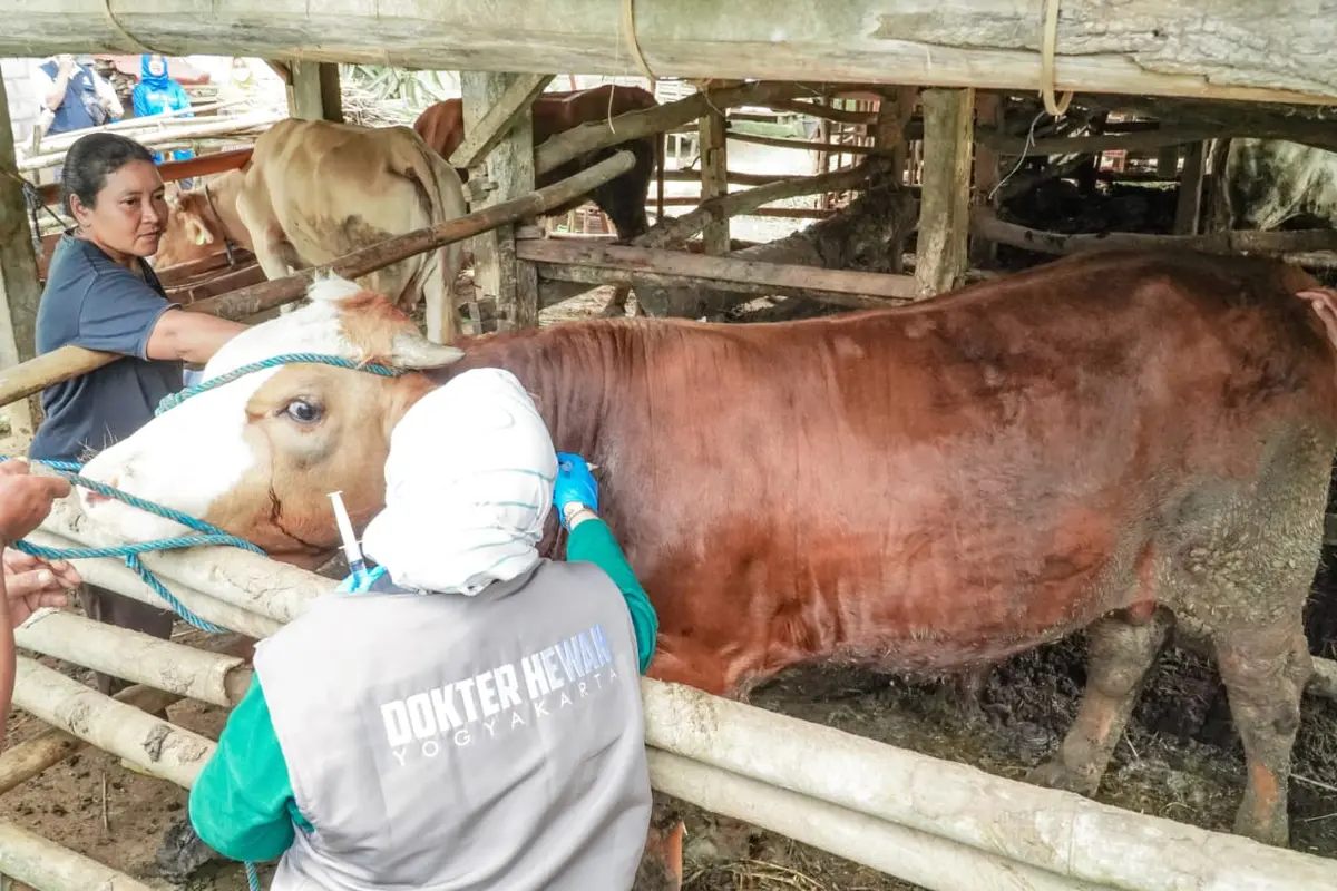 Cegah Wabah PMK Meluas, Kementan Kebut Vaksinasi Massal di Yogyakarta