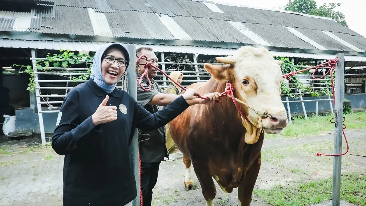 Bupati Lumajang Indah Amperawati meninjau langsung sapi kurban pilihan Presiden Prabowo (Istgimewa)