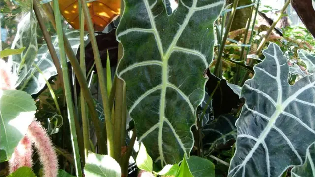 Tanaman Hias dengan Daun Bertekstur Kasar