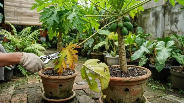 Perawatan Tanaman Pepaya Tabulampot