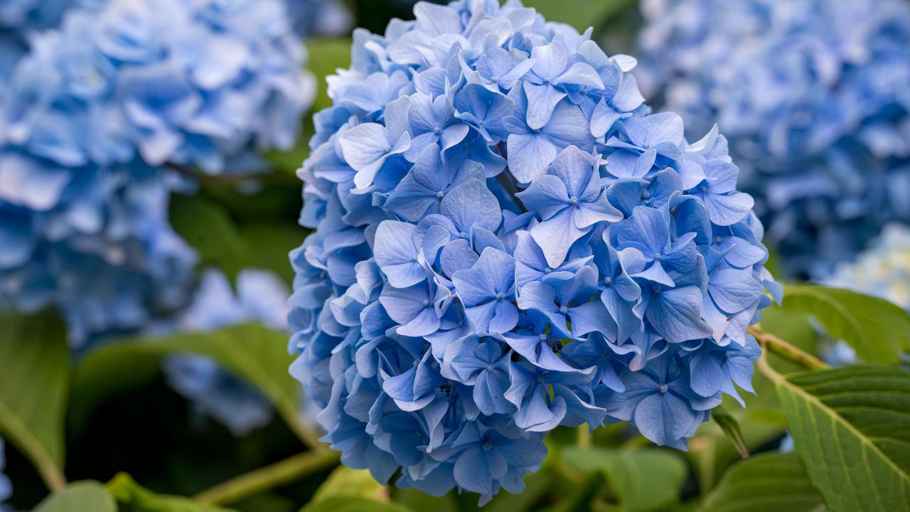 Hydrangea Panjat