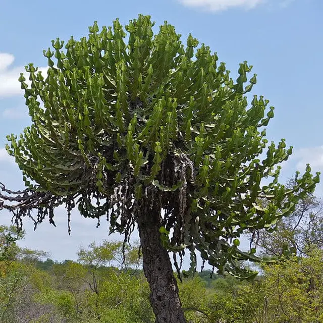 Pohon Candelabra