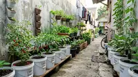 Ide Kebun Mini di Rumah Kontrakan, Solusi Hijau Hemat Tempat yang Tetap Estetik