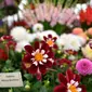 Tampilan tanaman dahlia digambarkan selama RHS Chelsea Flower Show 2021 di London pada Senin (20/9/2021). Pertunjukan bunga Chelsea sempat ditunda dari tanggal musim semi biasanya karena pembatasan penguncian di tengah penyebaran pandemi COVID-19. (JUSTIN TALLIS/AFP)
