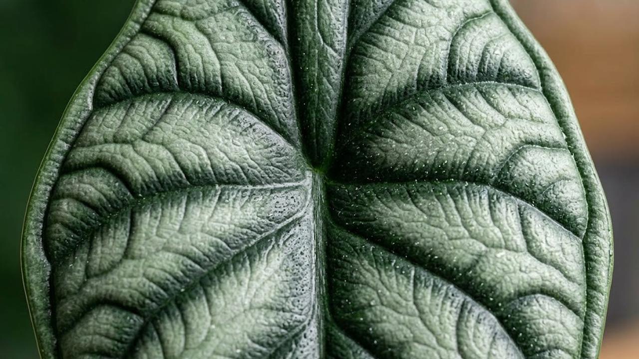 Alocasia ‘Dragon Scale’ (Alocasia baginda ‘Dragon Scale’)