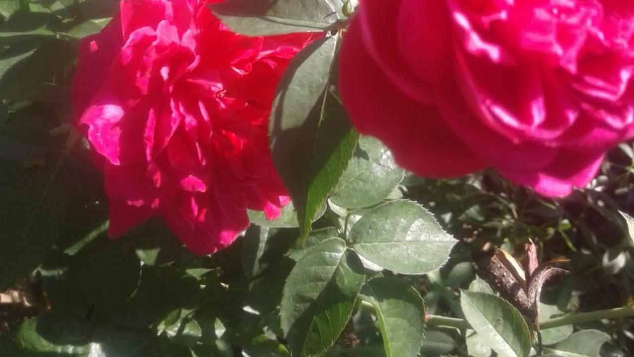 Bunga mawar atau Rosa Centifolia memang cukup efektif diserap tubuh, sehingga memberikan kesehatan bagi kulit.