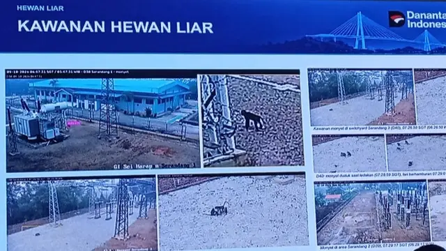 Hewan liar masuk di area PLN