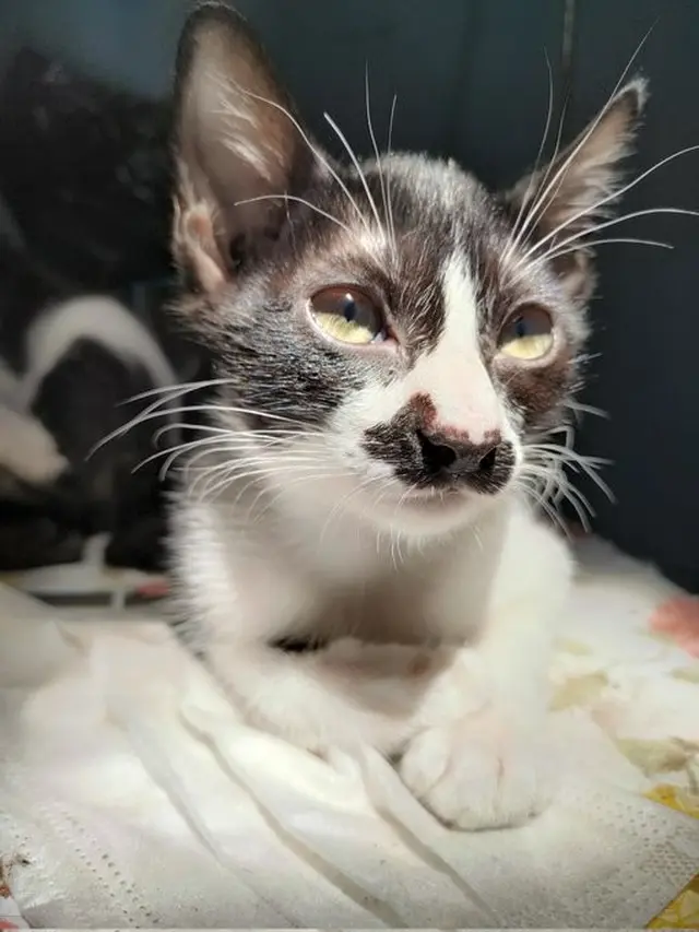6 Potret Kucing Bak Punya Kumis Ini Curi Perhatian, Bikin Gemas