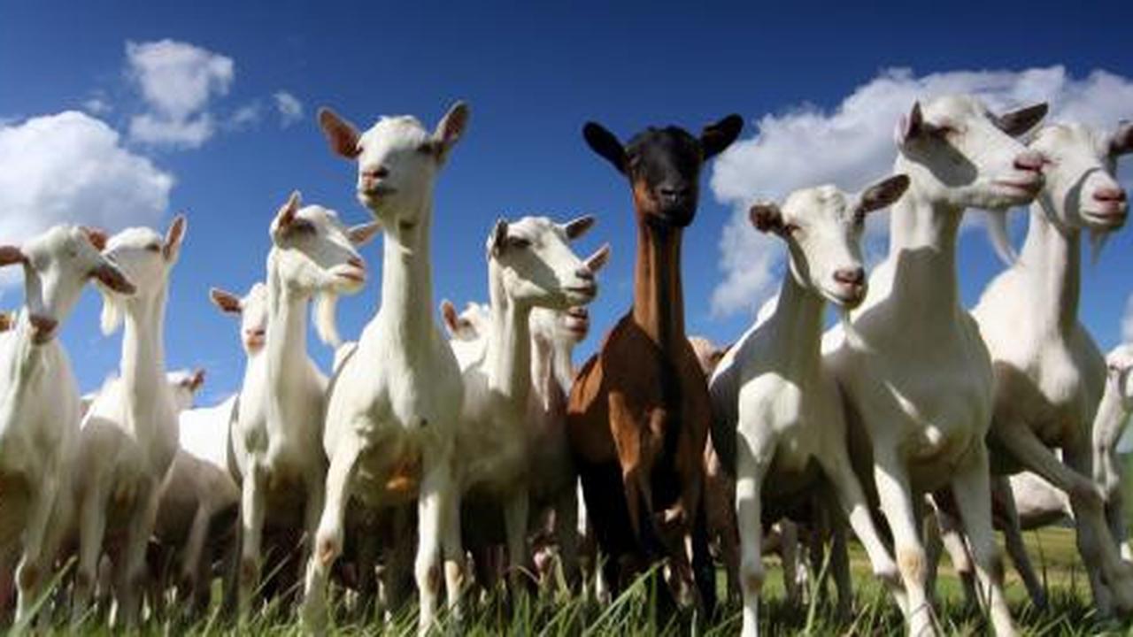 Sudah 18 kambing dimangsa hewan misterius