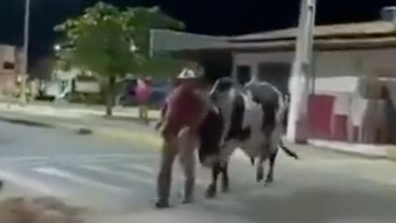 Kocak Seekor Sapi Tuntun Majikannya Mabuk Pulang ke Rumah, Aksi Ini Viral Sampai Bikin Netizen Ngakak