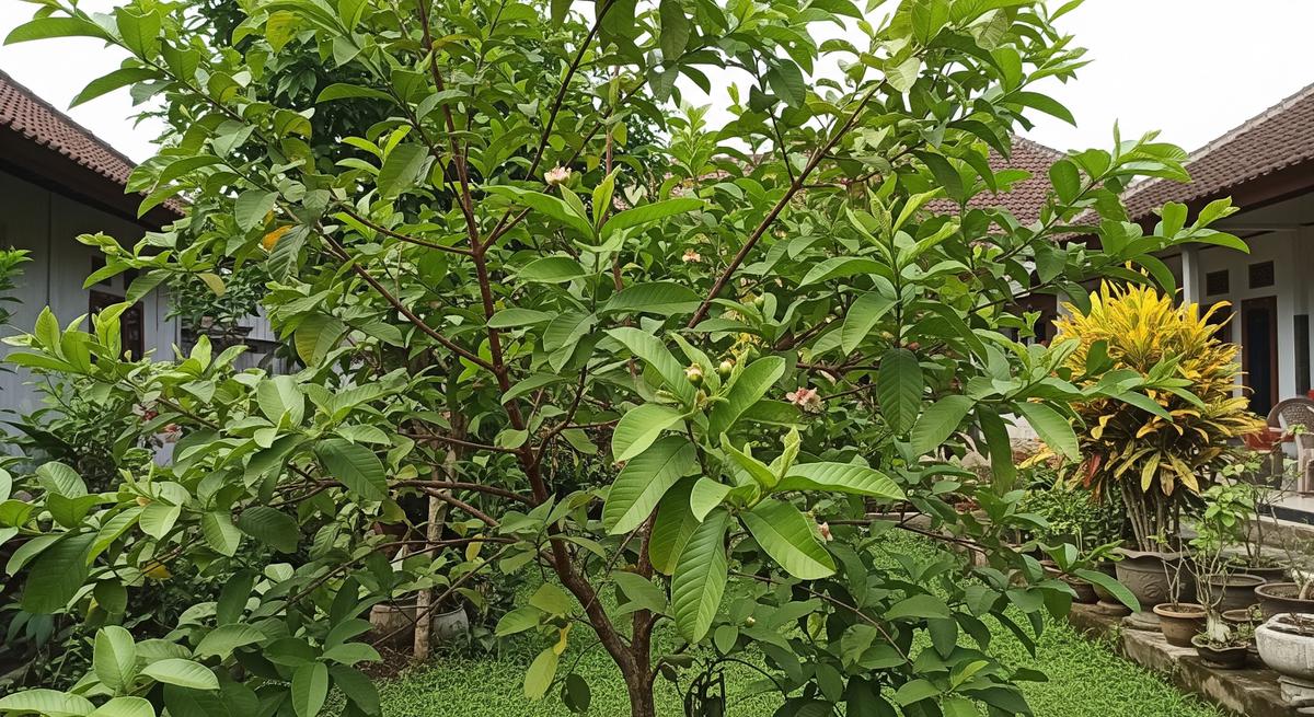 Pohon Jambu Biji Tidak Kunjung Berbuah