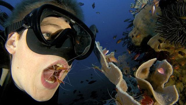 620+ Fungsi Ikan Dokter Air Laut Gratis