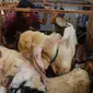 Pedagang bersiap mengantarkan kambing kurban kepada konsumen di kawasan Tanah Abang, Jakarta Pusat, Minggu (16/6/2024). (merdeka.com/Arie Basuki)