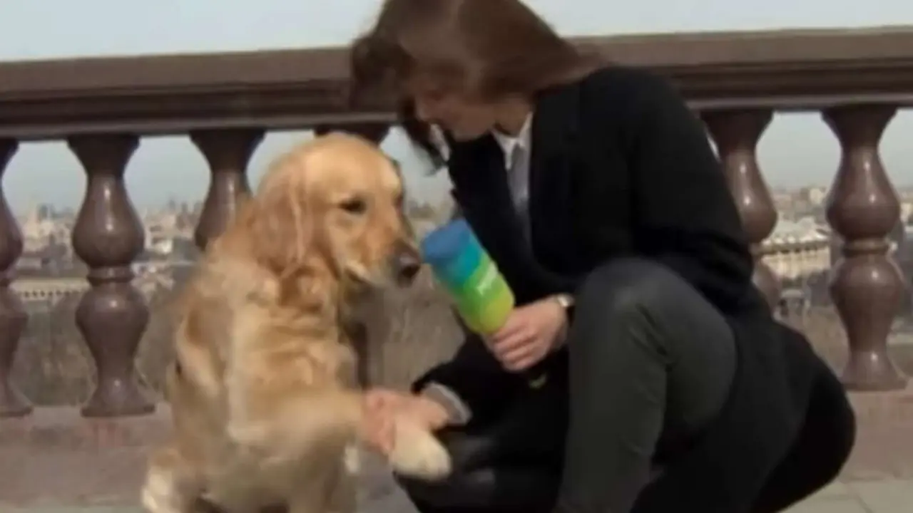 Viral, Anjing Nakal Rebut Mik Reporter yang Sedang Siaran Langsung