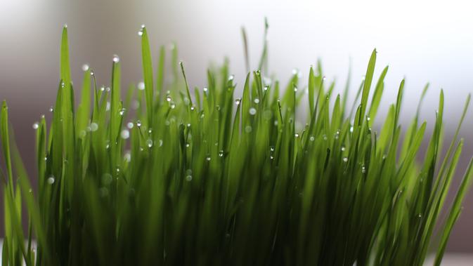 Cara menanam rumput gandum  (sumber: Pixabay)