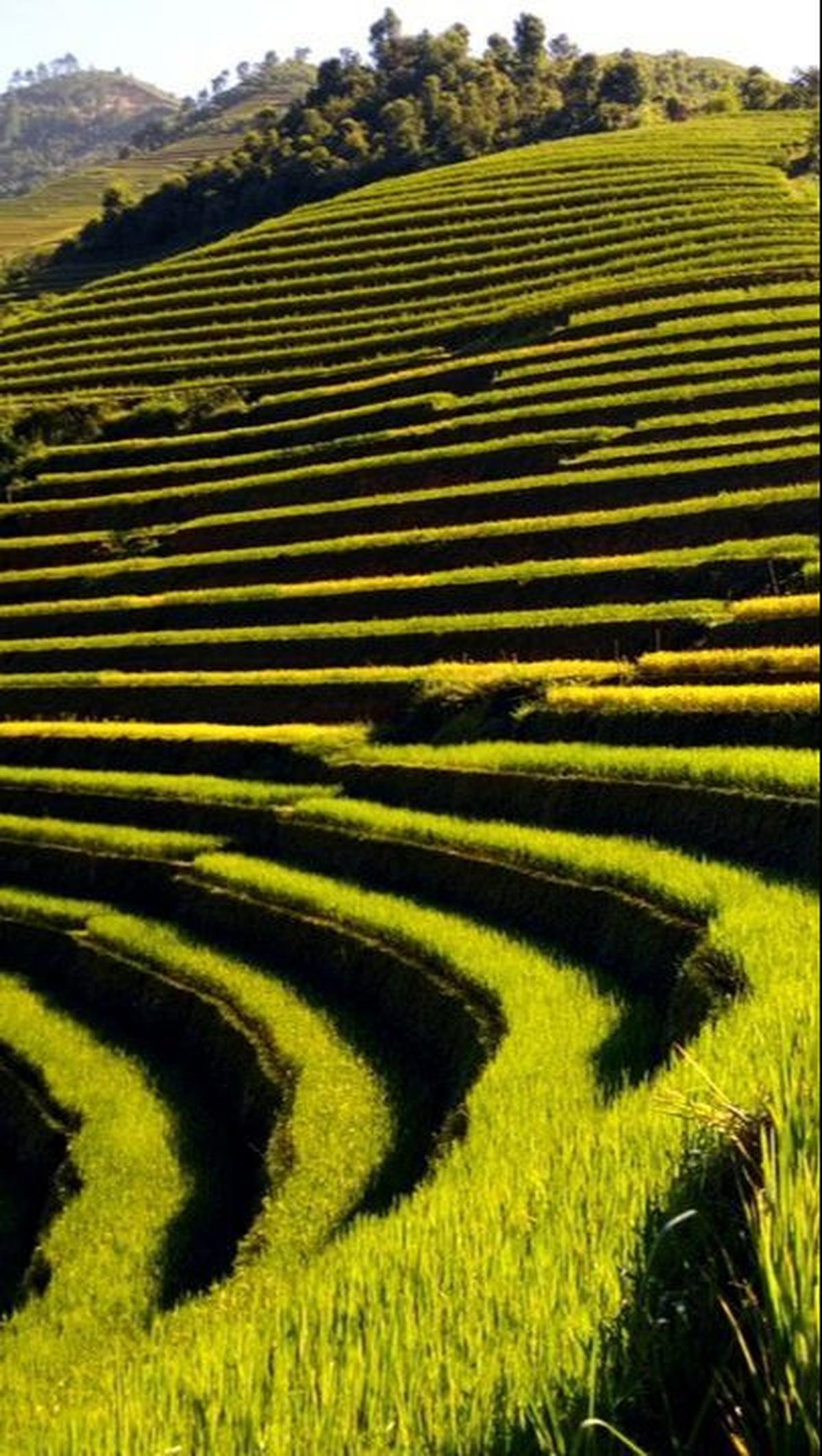 5.	Ubud
