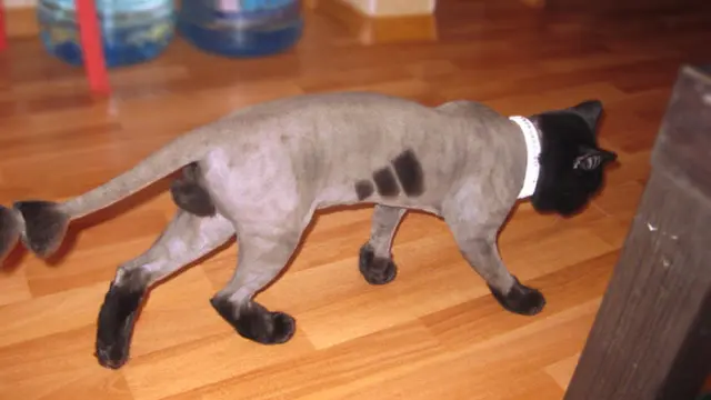 6 Potret Kucing Usai Cukur Bulu Ini Penampilannya Jadi Kocak