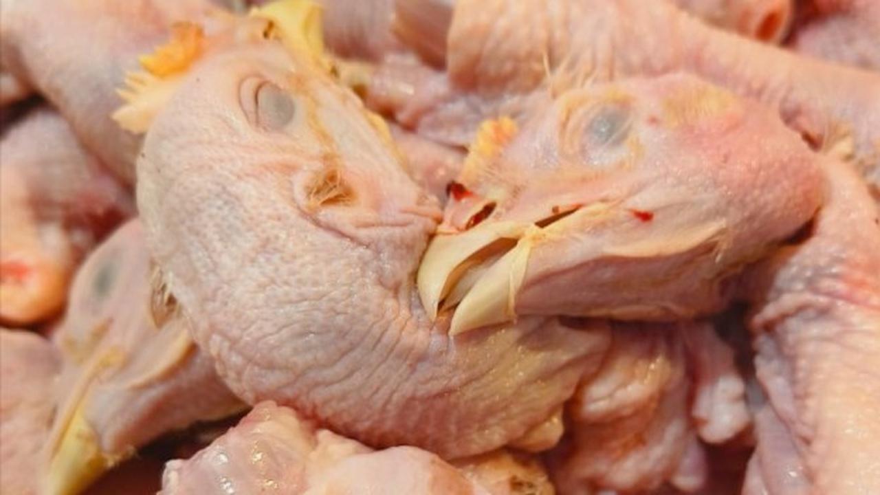 Proses Bersihkan Kepala Ayam dengan Mudah, Ikuti Langkah-langkah Ini