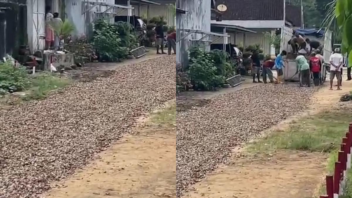 Viral Warga di Lampung Timur Tambal Jalan Rusak Pakai Cangkang Kerang