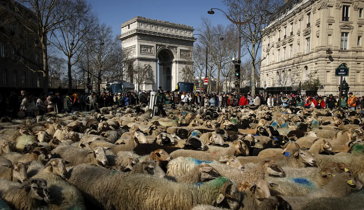 Sekitar 2000 domba digiring di jalan Champs-Elysees untuk menutup Pameran Pertanian Internasional, di Paris, Minggu (6/3/2022). Hewan dan gembala dari wilayah barat daya Prancis berparade di jalan terkenal untuk mempromosikan pekerjaan dan wilayah mereka. (AP Photo/Thomas Padilla)