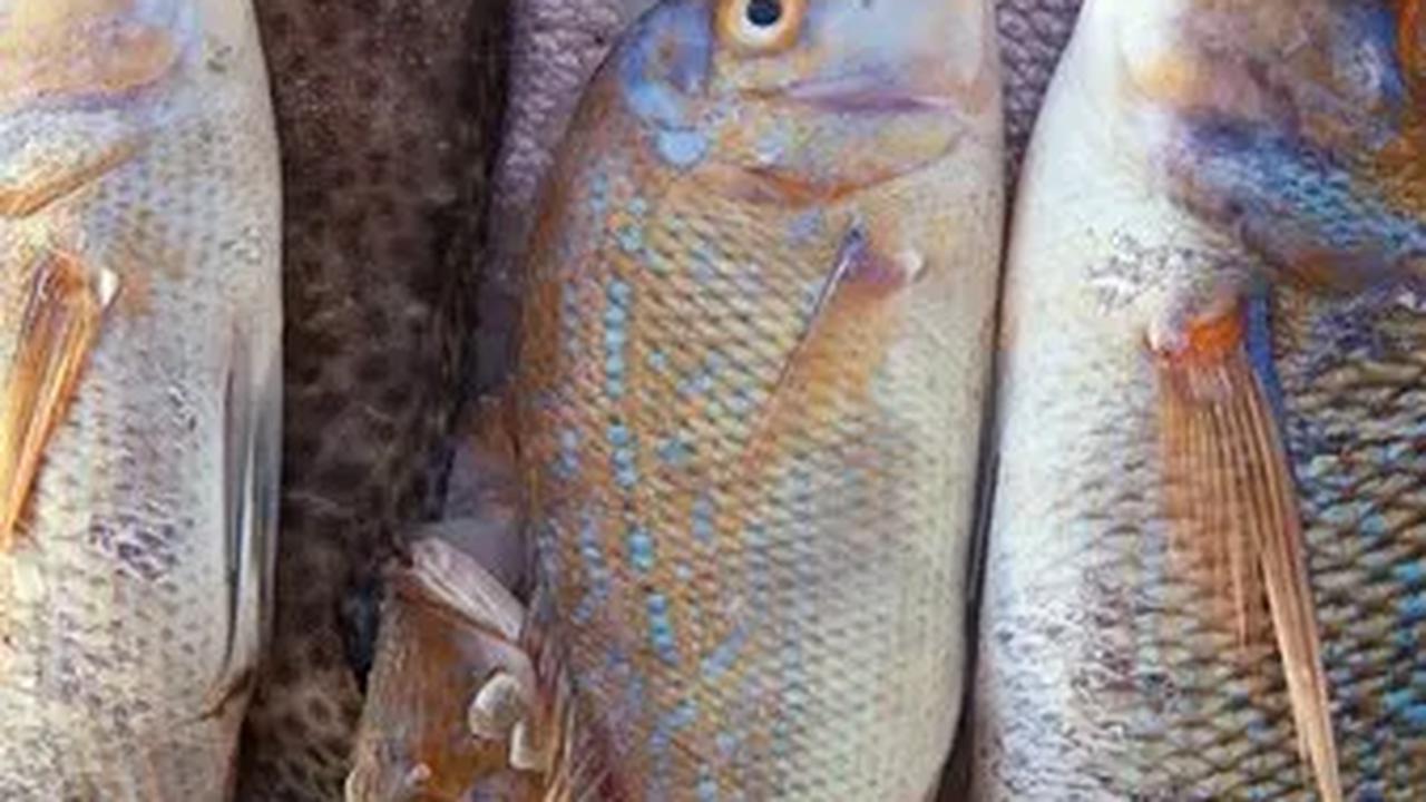 Jenis Ikan dan Perhatian untuk Ibu Hamil