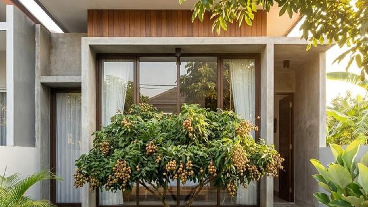 8 Jenis Pohon Buah Tahan Kemarau untuk Pekarangan Rumah, Tetap Panen di Musim Kering