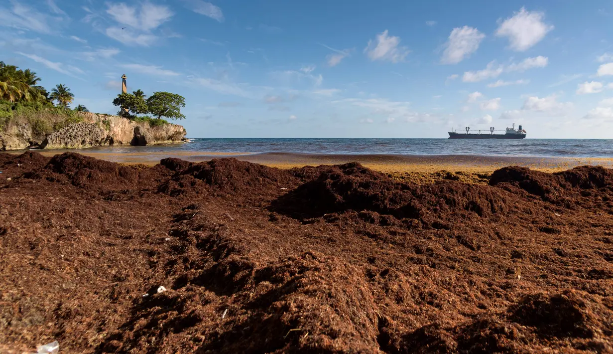 Merajalelanya pertumbuhan alga cokelat ini terjadi sejak tahun 2011 lalu. (Photo by Felix Leon / AFP)