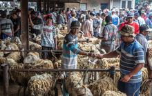 FOTO: Pasar Hewan  Ambarawa Ramai Jelang Idul Adha
