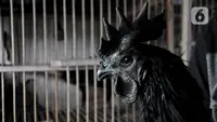 7 Cara Ternak Ayam Cemani di Lahan 2x3 Meter Modal Rp500 Ribu, Keuntungan Menjanjikan