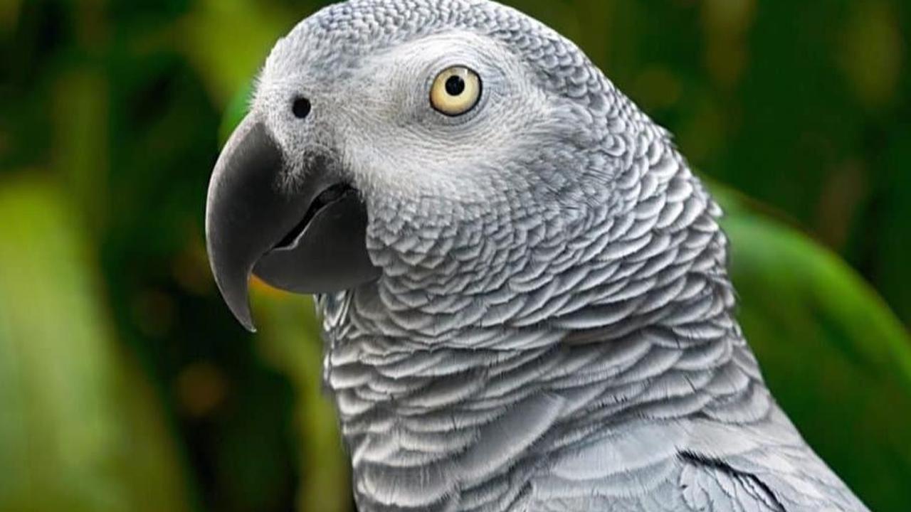 5. Burung Beo Abu-abu Afrika