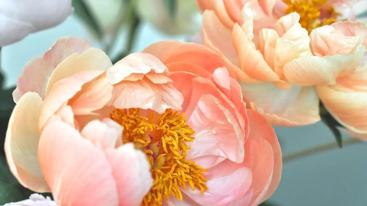 Ilustrasi bunga peony