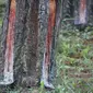 Kondisi penyadapan pinus di Hutan Produksi Terbatas Desa Motilango, Kecamatan Tibawa, Kabupaten Gorontalo (Arfandi/Liputan6.com)