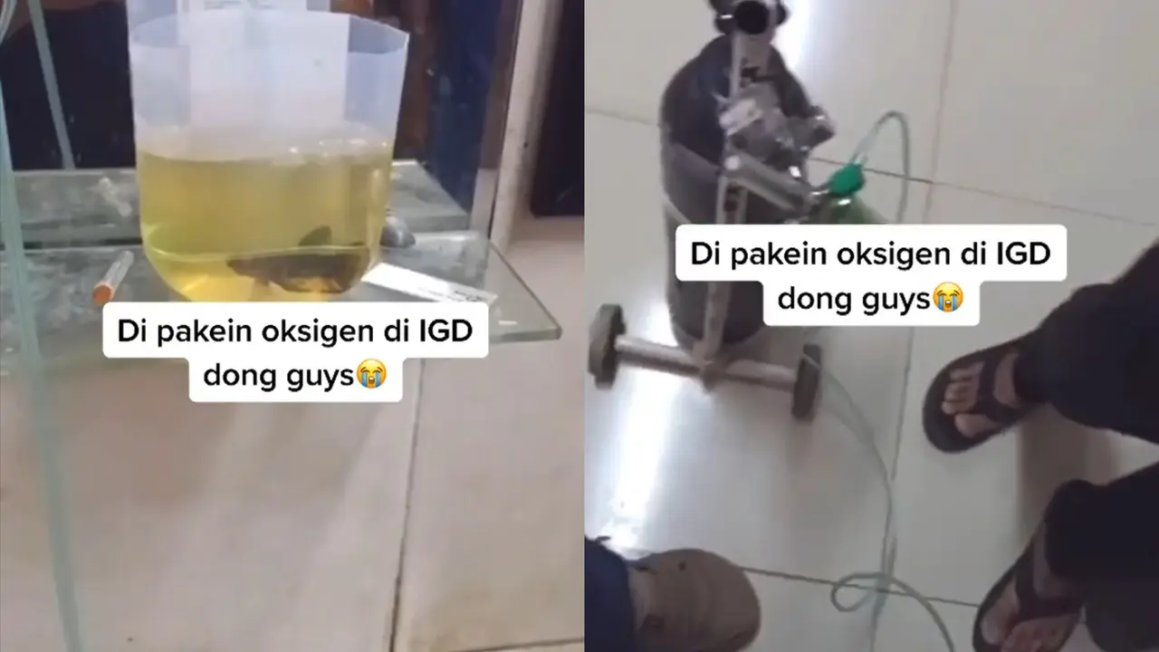Ikan Cupang Sekarat