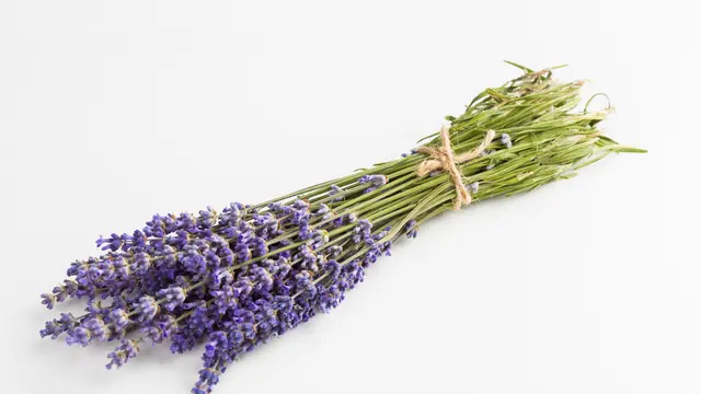 Ilustrasi Bunga Lavender