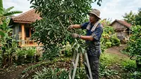 7 Cara Pemangkasan Alpukat agar Cepat Berbuah Lebat di Pekarangan