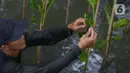 Pekerja menanam bibit bakau jenis Rhizophora di Kawasan Hutan Lindung  Angke, Jakarta Utara, Sabtu (31/10/2020). Pemprov DKI melakukan penanaman sebanyak 160 ribu bibit bakau yang ditanam sebagai upaya perlindungan dan konservasi kawasan pesisir Jakarta. (merdeka.com/Imam Buhori)