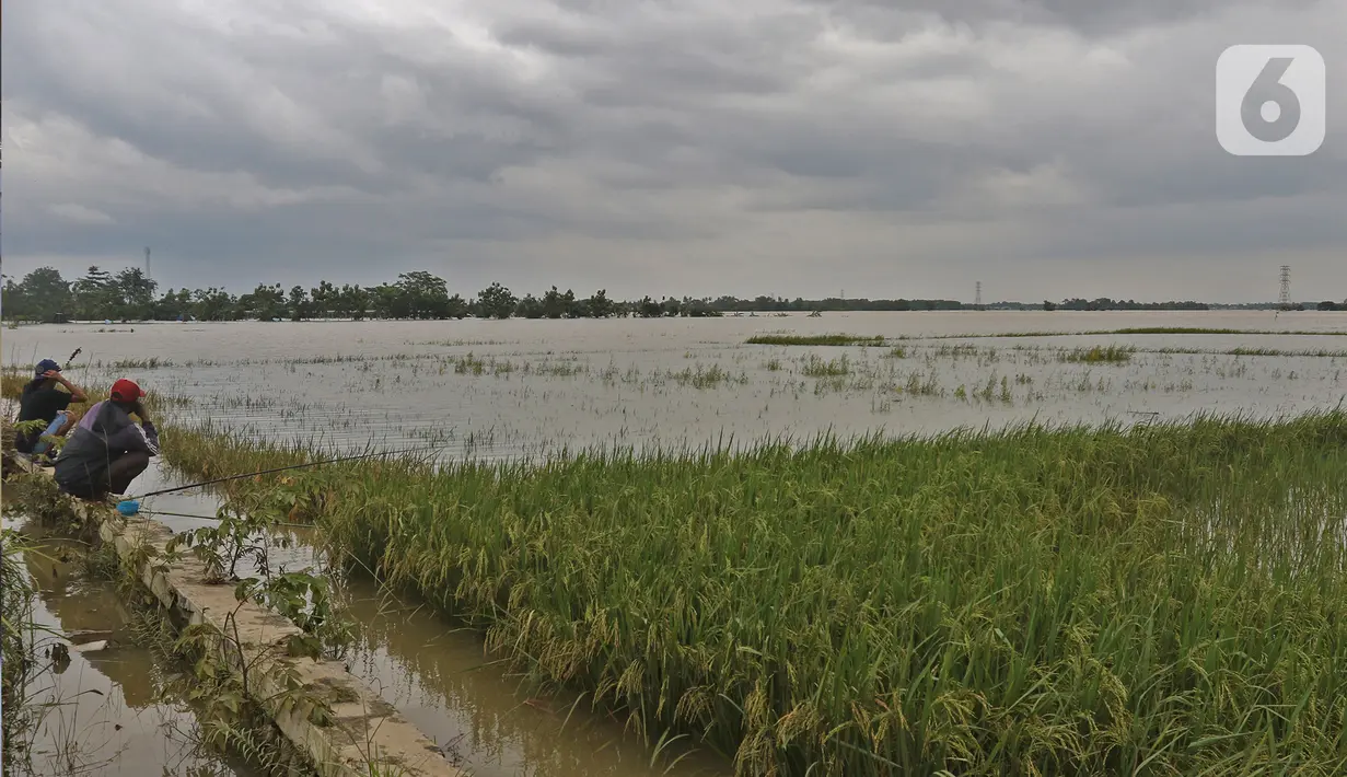 Warga memancing di sawah yang terendam banjir di Desa Karangligar, Kecamatan Telukjambe Barat, Karawang, Jawa Barat, Kamis (10/2/2021). Banjir di Desa Karangligar akibat meluapnya sungai Citarum dan Cibeet membuat ratusan rumah terendam banjir dan ratusan hektar sawah. (Liputan6.com/Herman Zakharia)