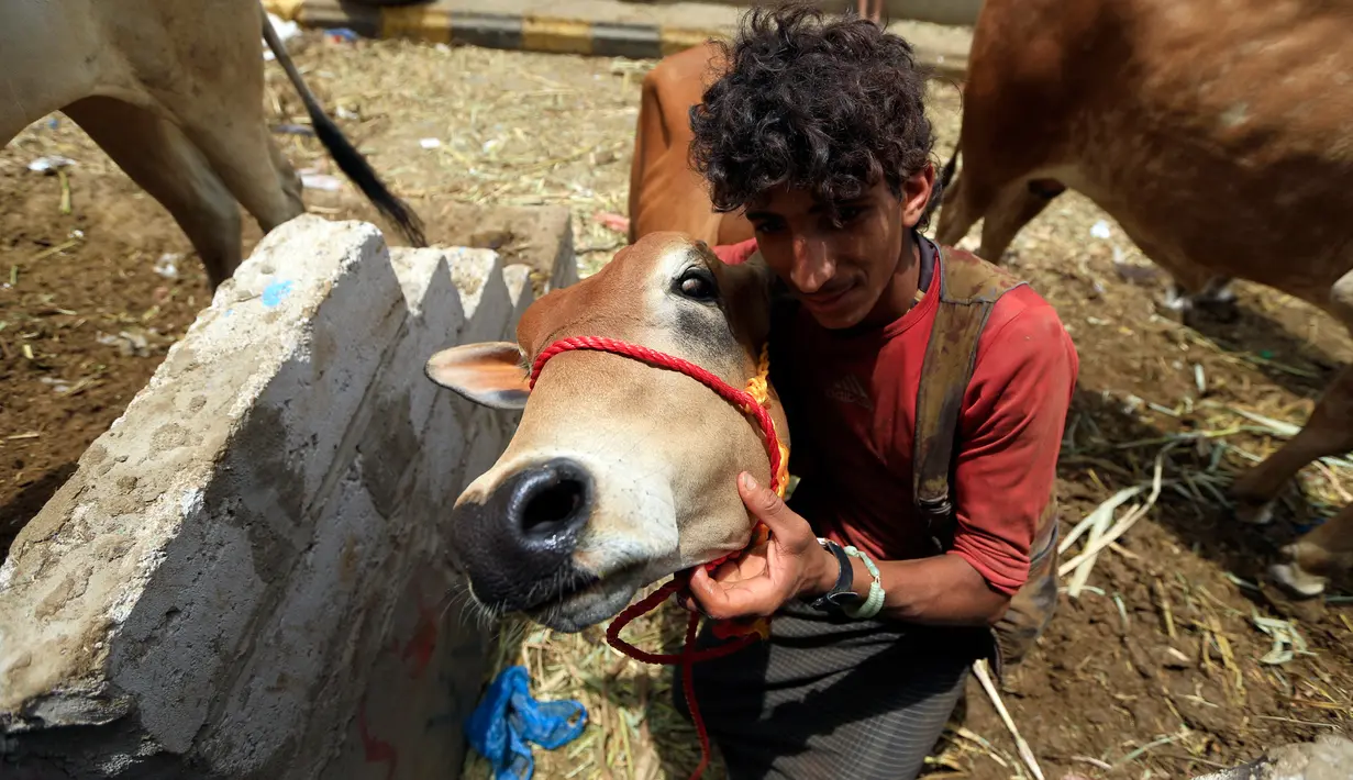 Lelaki Yaman berpose dengan seekor sapi di pasar ternak menjelang Idul Adha di ibu kota Sanaa, 6 Agustus 2019. Umat Islam di seluruh dunia akan merayakan Idul Adha yang identik dengan tradisi berkurban menggunakan hewan seperti kambing, domba, unta, sapi dan kerbau. (MOHAMMED HUWAIS/AFP)