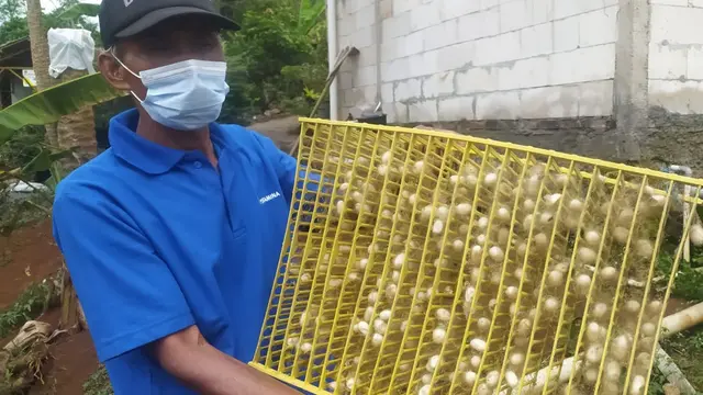 Salah seorang anggota kelompok Usaha Tenun Sutera Alam Mardian Putera, Tasikmalaya, tengah menunjukan kepompong ulat suter yang dihasilkan kelompok bantuan modal CSR Pertamina.