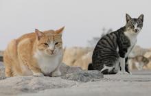 5 Makanan untuk Kucing Sakit, Wajib Tahu Bagi Pecinta Anak Bulu