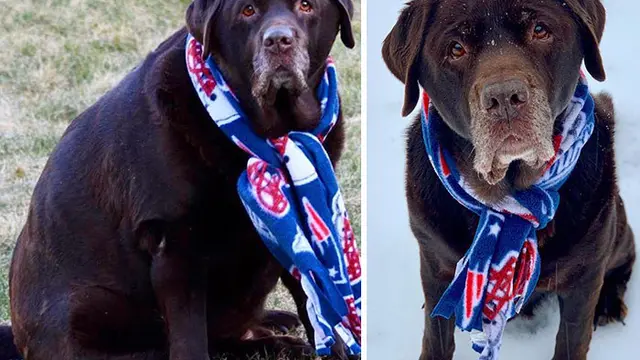 7 Foto Keren Anjing Obesitas Berjuang Turunkan Berat Badan Berlebihnya