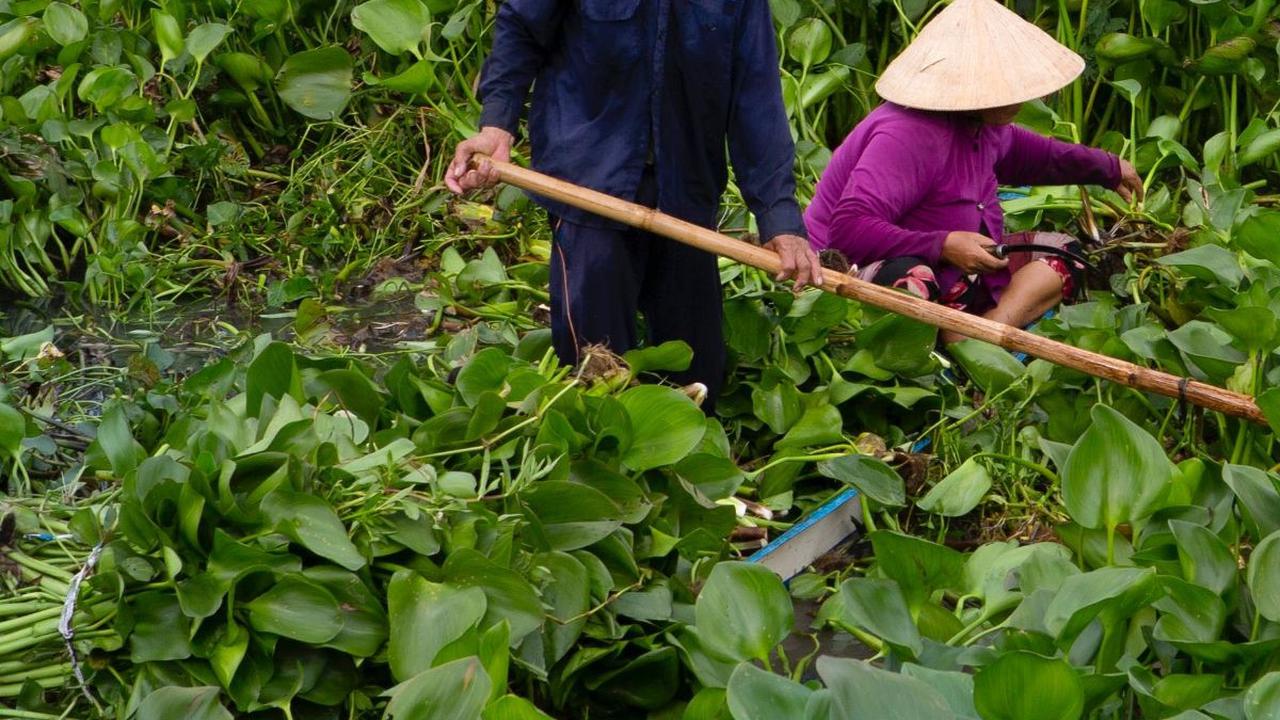 Dengan pengelolaan yang tepat, eceng gondok bisa menjadi aset berharga dalam upaya menjaga keseimbangan ekosistem dan mendukung kehidupan manusia.