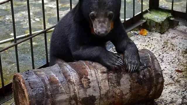 Beruang yang pernah diselamatkan warga dan dievakuasi ke kantor BBKSDA Riau.