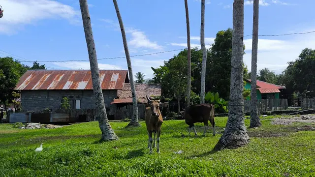 Dompet  Dhuafa Serahkan Daging Kurban ke Desa Sepa Maluku Tengah
