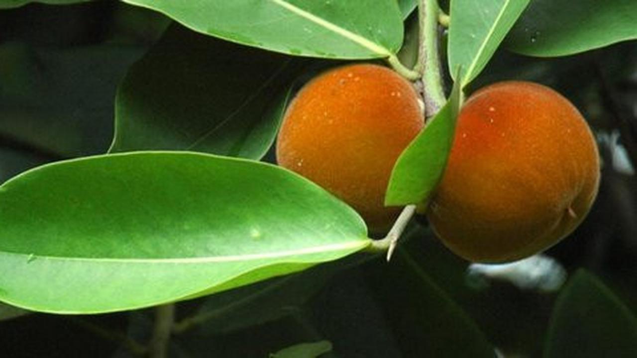 5 Khasiat menakjubkan dalam legitnya buah langka bisbul