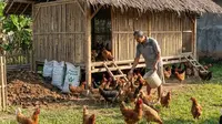 8 Bahan Alami untuk Menghilangkan Bau Kandang Ayam, Solusi Efektif dan Ramah Lingkungan